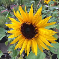 a sunflower